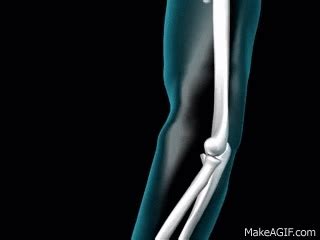 Elbow Joint - 3D Medical Animation || ABP © on Make a GIF