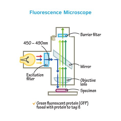 Fluorescence Microscope Diagram