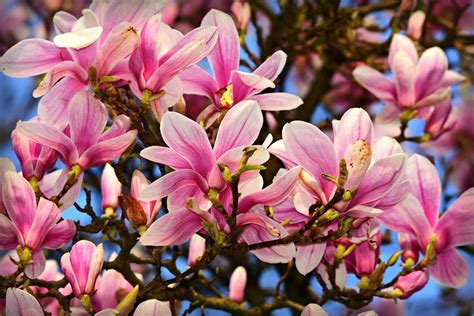 7 Types of Magnolia Trees That Are Perfect For Your Yard | Magnolia trees, Magnolia tree types ...