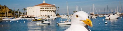 Catalina Island Pet Friendly Hotels - [Visit Catalina]