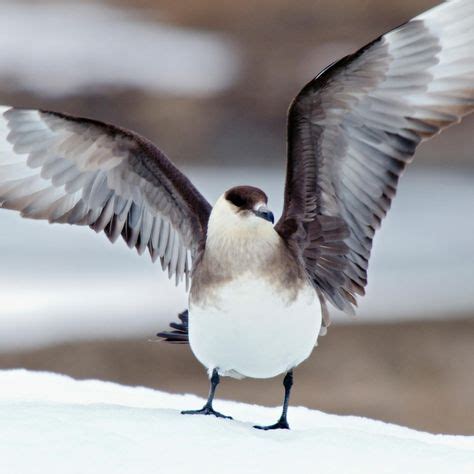 Arctic Skua | British birds of prey, Sea birds, Arctic animals