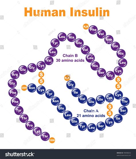 chemical structure of insulin – the structure of insulin – Empiretory