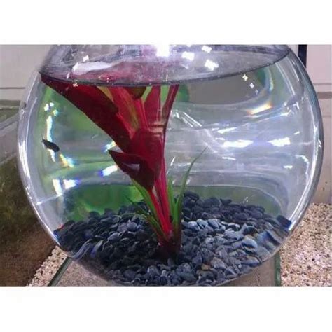 Glass Fish Bowl, Size/Dimension: 10 To 12 Inch(dia) at Rs 50/piece in Chennai