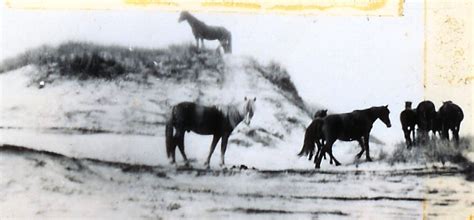 Sable Island Summer Stories – A History of the Horses – Friends of Sable Island