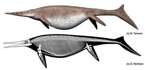 UK giant ichthyosaur is one of the largest animals ever