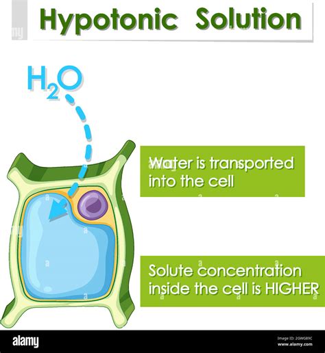 Diagram showing hypotonic solution Stock Vector Image & Art - Alamy