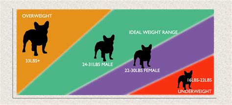 French Bulldog Weight Guide - Is Your Frenchie Healthy?