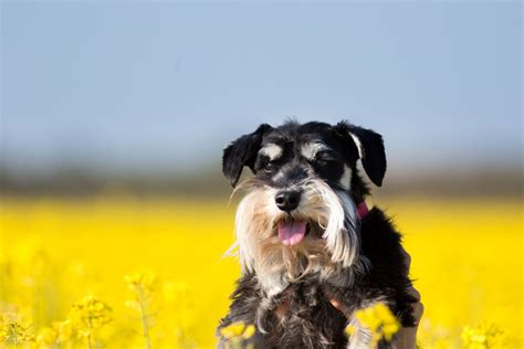 20 Miniature Schnauzers To Follow On Instagram • helloBARK!