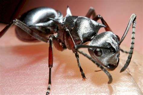 Creationists, Evolutionists, and Saharan Silver Ants