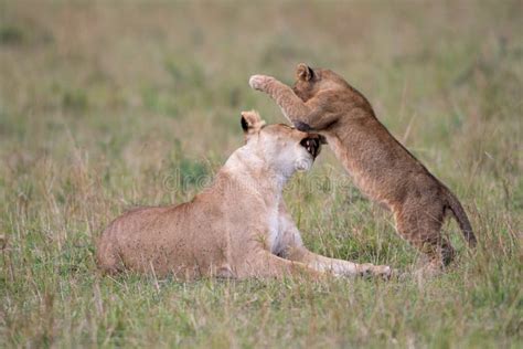 Lioness and cub playing stock photo. Image of panthera - 119807032