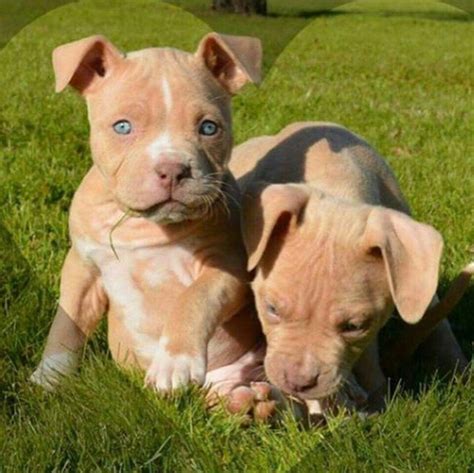 Épinglé sur Pitbulls