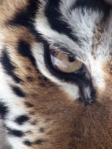 Tiger Eye Siberian Panthera - Free photo on Pixabay - Pixabay