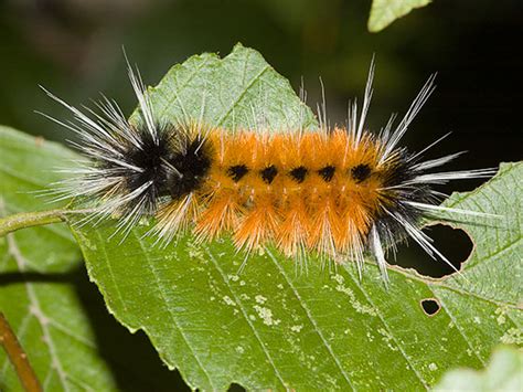 Spotted Tussock Moth Caterpillar - Lophocampa maculata - BugGuide.Net