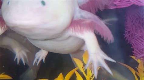 The world's largest axolotl- meet Lucy! - YouTube