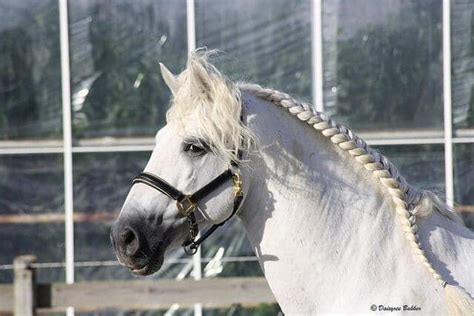 Learn To Style Your Horse's Mane With These 6 Popular Designs