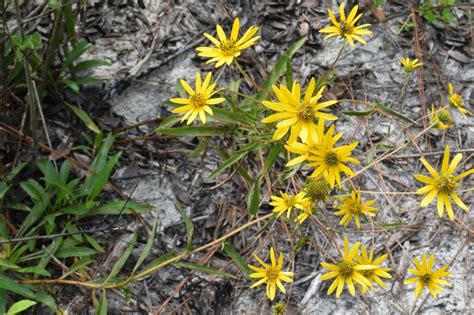 Using Georgia Native Plants: Falling Into the Coastal Plain