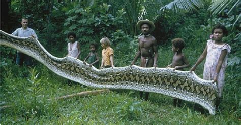 Visit the Agta tribe to find oᴜt how a quarter of the men there miraculously ѕᴜгⱱіⱱed a snake ...