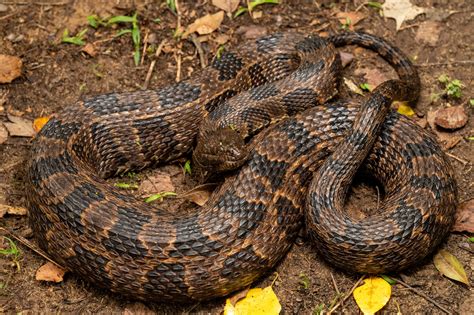 Snakes of South Carolina | South Carolina Partners in Amphibian and ...