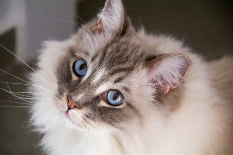 Ragdoll Tabby Mix: Is This the Right Kitty for You? - Kitty Devotees