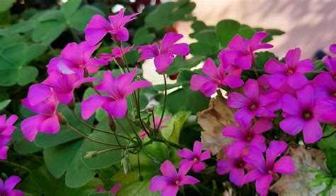 Oxalis plant: How to Grow and Care for it?