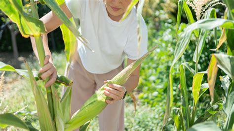 Ways You Can Tell Your Corn Is Ready To Harvest