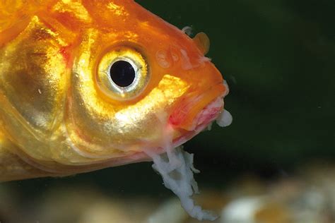 Common Goldfish Diseases: How to Identify and Treat Them