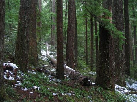 OSU study finds old-growth forests provide temperature refuges in face of climate change | The ...