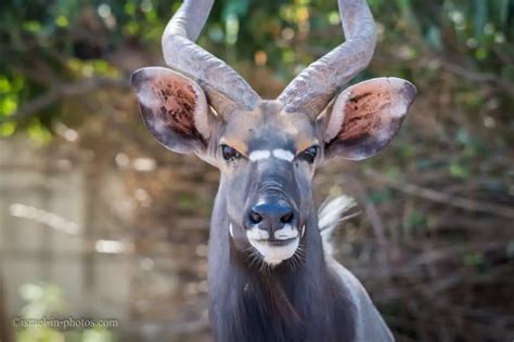 Ramat Gan Safari - Visitors Guide