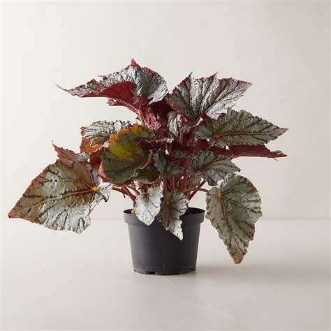 Rex Begonia House Plants - Begonia rex Picture, Care Tips