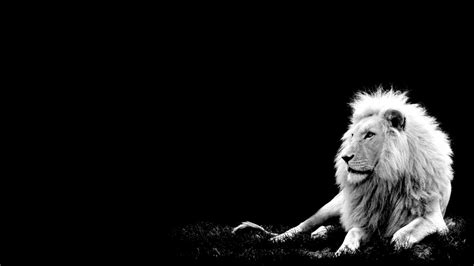 Lion Wallpapers | Best Wallpapers