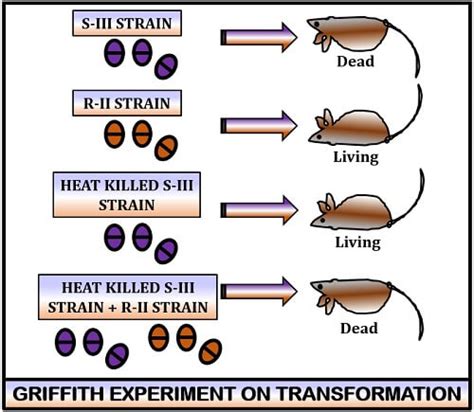 Transformation in Bacteria - Definition, Experiment, Stages - Biology Reader