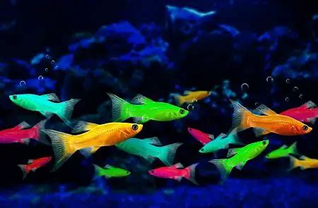 Glow Fish Breeding | Fishkeeping World