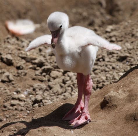 Baby Steps - a photo on Flickriver | Newborn animals, Pet birds, Cute baby animals