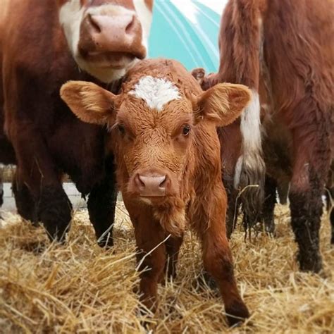 From Cattle Rancher to Veggie Farmer: A Story of Compassion and ...