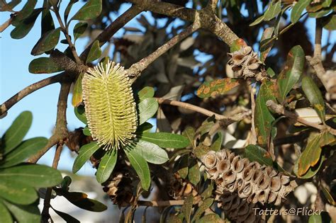 Banksia - flower and seeds capsule - a photo on Flickriver