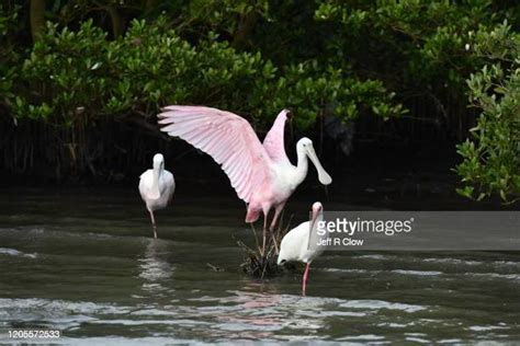 Rio Grande Valley Nature Photos and Premium High Res Pictures - Getty Images