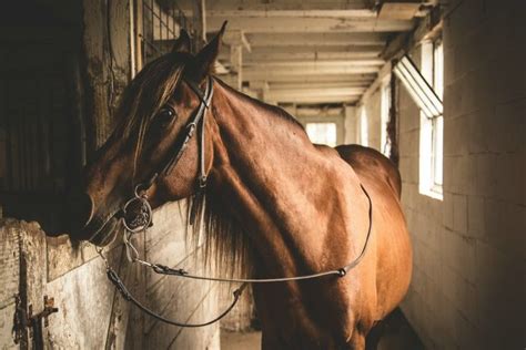 Hermoso caballo en el establo | Horses, Free horses, Wallpaper horse