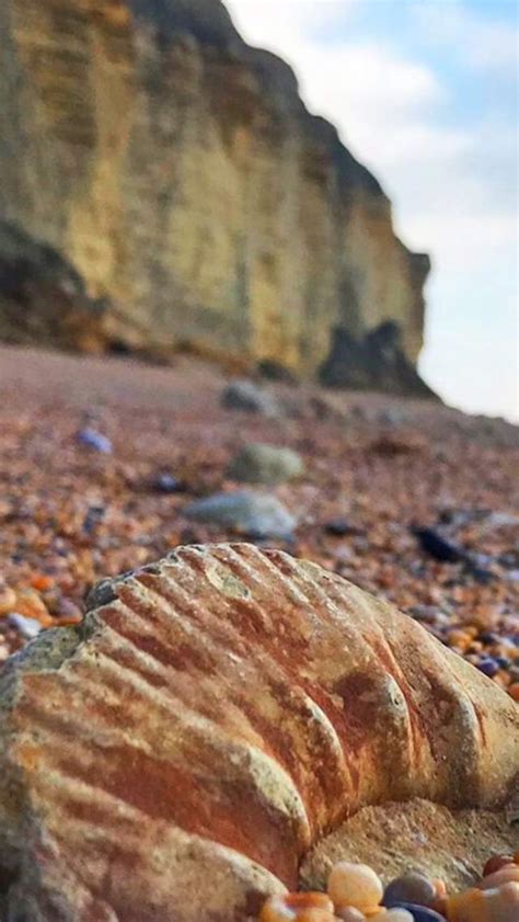 Fossil Hunting on the Jurassic Coast - Visit Dorset