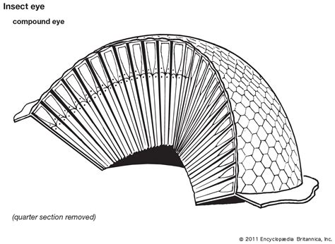 Hexagon | Definition, Shape, Area, Angles, & Sides | Britannica