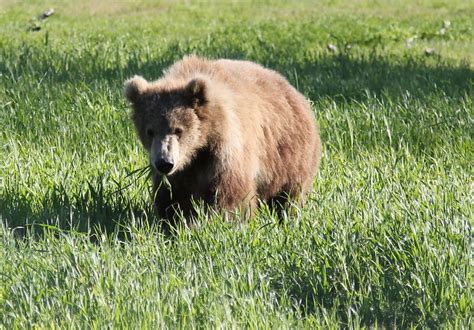 Kodiak Bear Cub | Flickr - Photo Sharing!