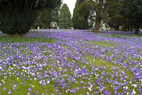 Free Stock Photo 7881 Green Lawn covered in crocus flowers | freeimageslive