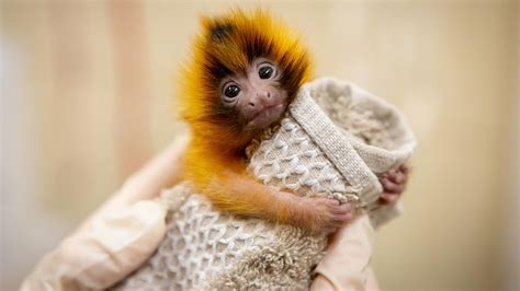 Golden lion tamarin twins thriving under expert care | Auckland Zoo