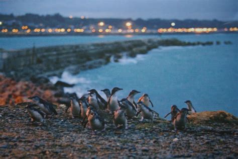 New zealand holidays, Incredible places, Oamaru