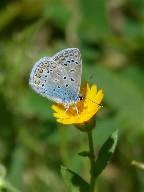 Blue Butterfly, Polyommatus Icarus, insect, one animal free image | Peakpx