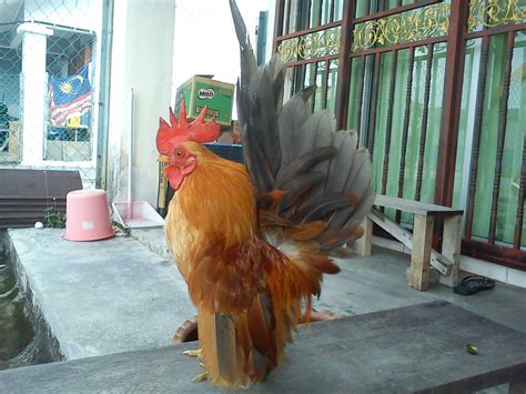 PEMINAT AYAM: AYAM SERAMA