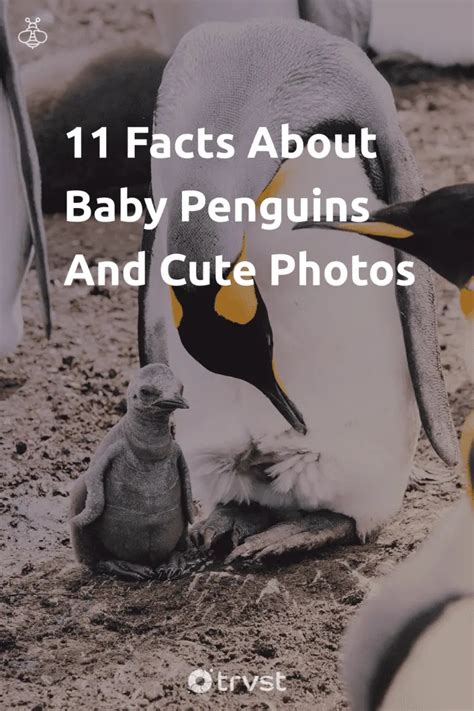 11 Baby Penguin Facts: Life in the Antarctic Nursery