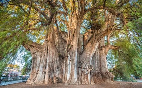 Ahuehuete: Cómo es el árbol que sustituirá a La Palma en Reforma ...