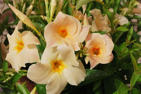 Sun Parasol ® Mandevilla Apricot – Sunfire Nurseries