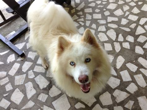 Husky / Samoyed mix Juneau | Samoyed, Husky, Alaskan husky