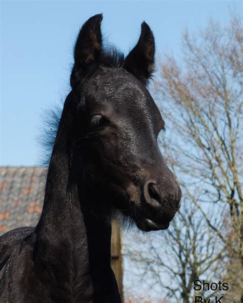 Friesian Horse | Black horses, Friesian horse, Horses